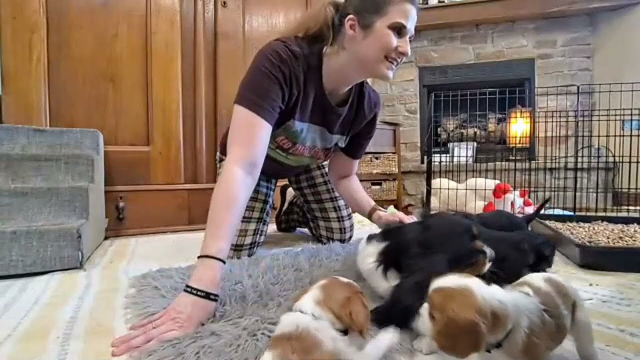 Cavalier Puppy Livestream: We bark, growl, and play rough!
