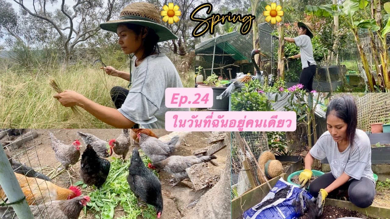Ep.24 AusThai life | Spring has arrived ในวันที่ฉันอยู่คนเดียว