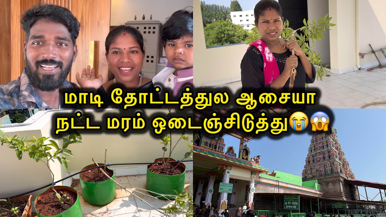 மாடி தோட்டத்துல ஆசையா நட்ட மரம் ஒடைஞ்சிடுத்து😭😱| sangeetha Vinoth | #tamilvlog