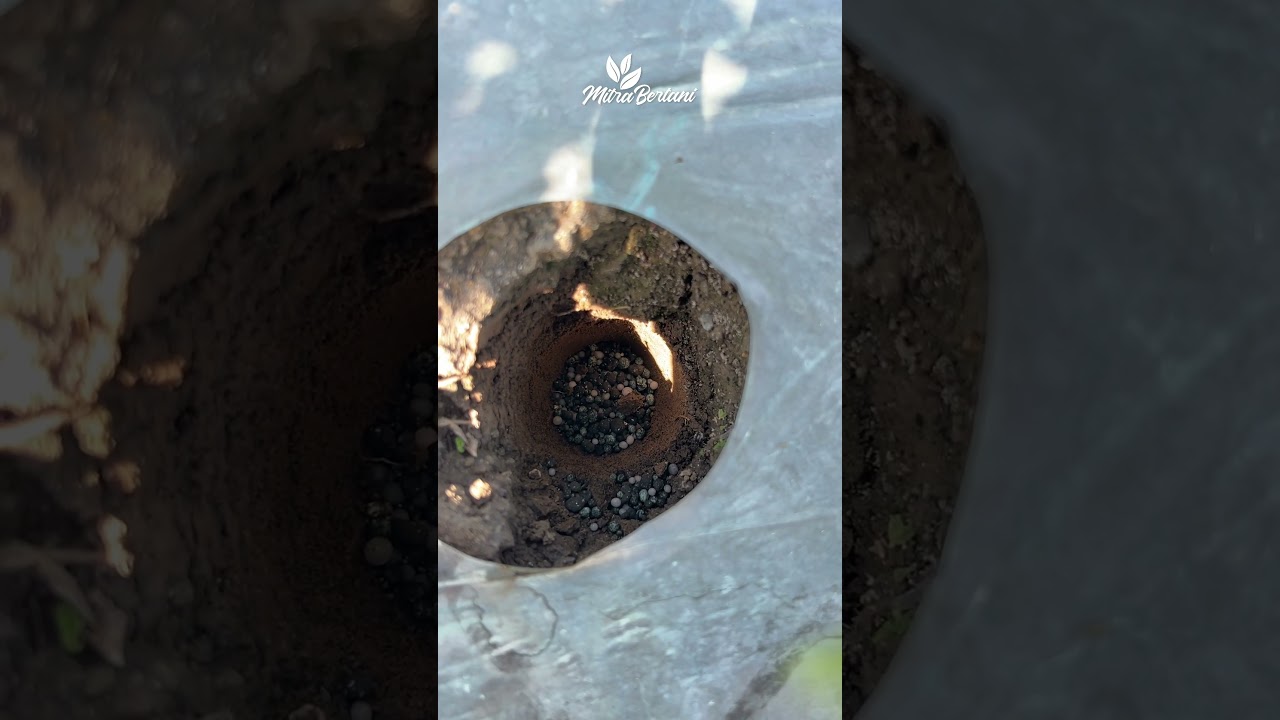 TANPA 2 BAGIAN INI TANAMAN MATI‼ #pertanian #cabe #petani #petanimuda #pupuk #tanaman