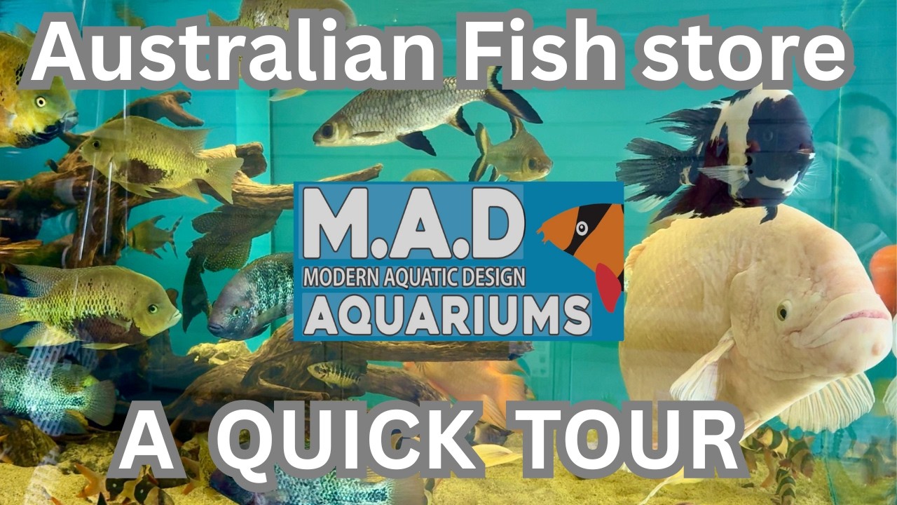 Экскурсия в Mad Aquariums Brisbane | Невероятные рыбные и акваскейпы