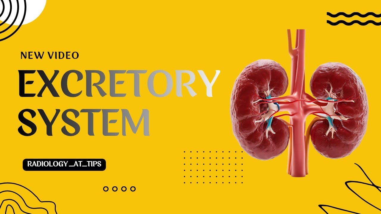 Excretory System Explained | Kidney, Ureter & Bladder | Radiology | Part 1