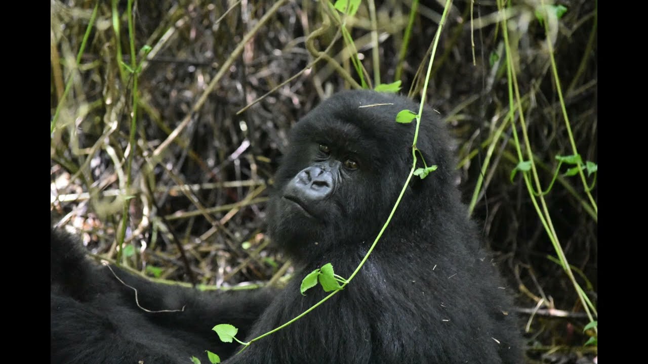 Rwanda Gorilla Trekking