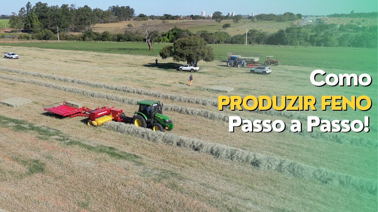 COMO PRODUZIR FENO PASSO A PASSO COM TODOS OS DETALHES!! Ep#200