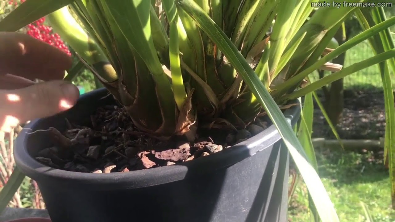 I Cymbidium di Martino