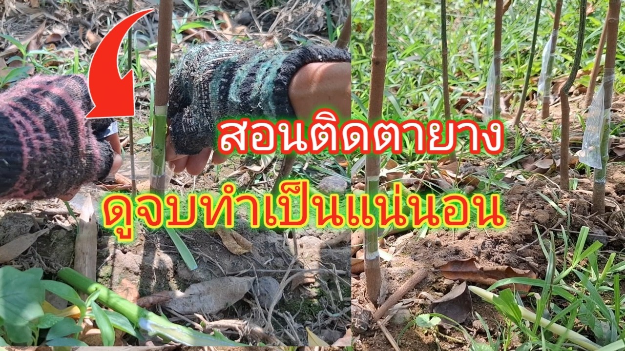 วิธีติดตายางพาราดูจบทำเป็นแน่นอน