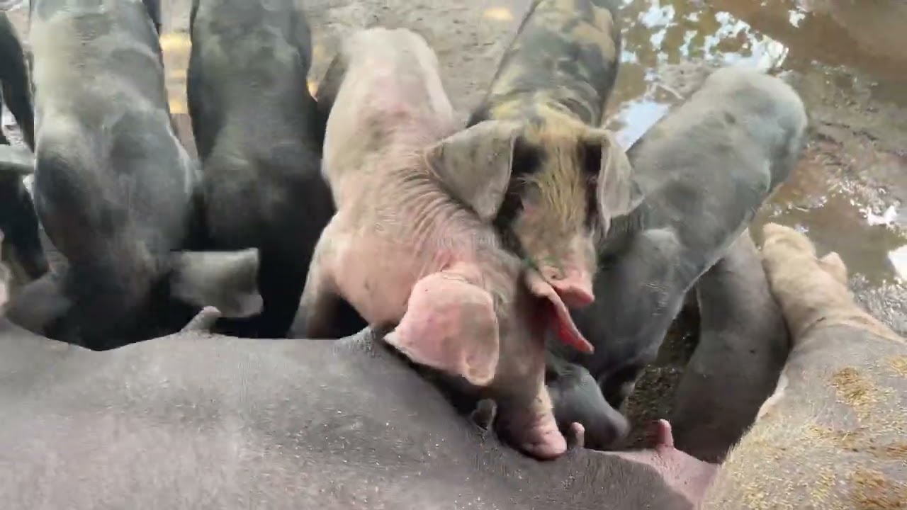 A one master pig a lot of children 