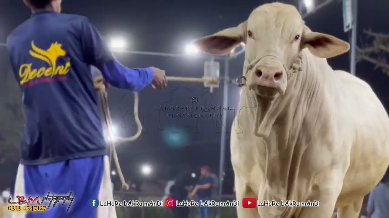 Heaviest Bull In Pakistan by Decent Cattle Farm Sahiwal | For 2023-2024 |Part 1| Heavy Brahman Bulls