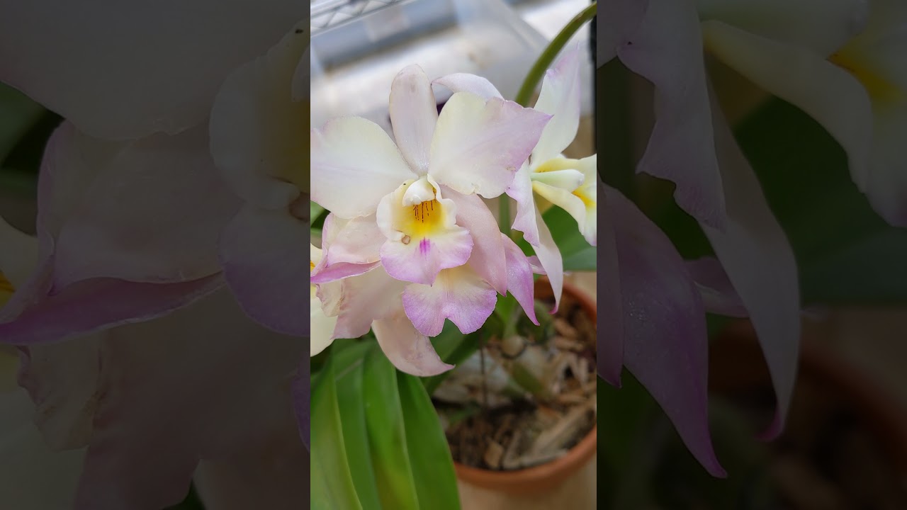 IWANAGARA APPLEBLOSSOM/ Very fragrant/ easy grower/ lower light cattleya