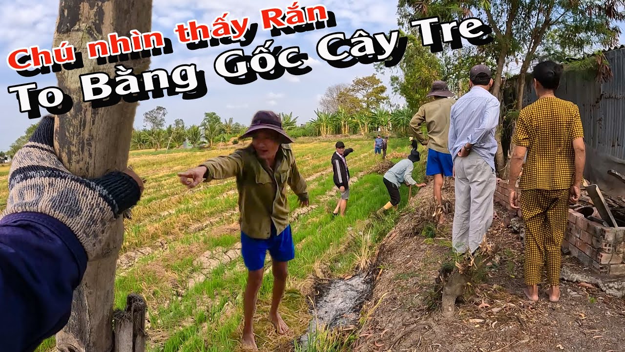 [SĂN BẮT RẮN] Tưởng chú nói vui, Không ngờ có Vảy Rắn lớn thật | TGSB #833