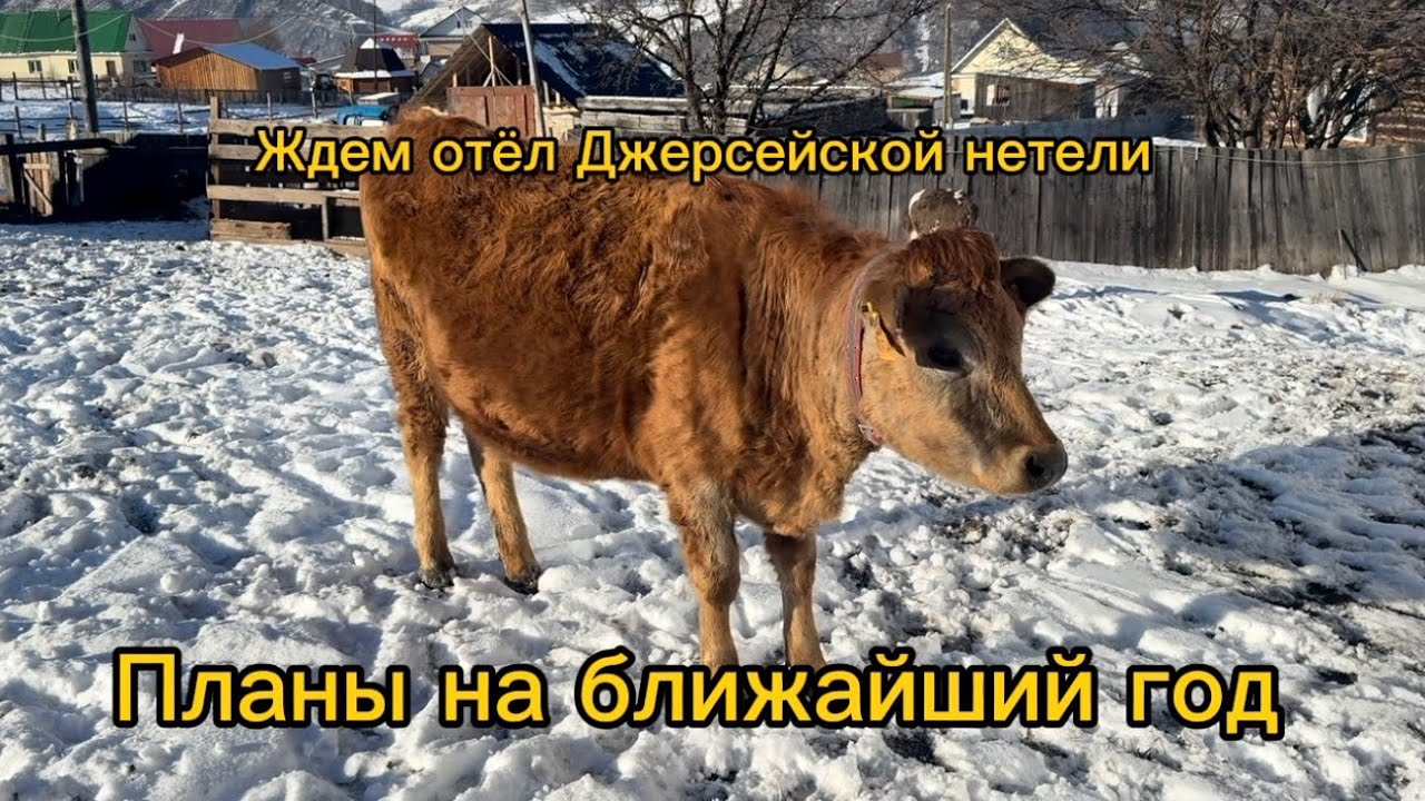 Знакомство// Планы на будущее// ждем отел Джерси 