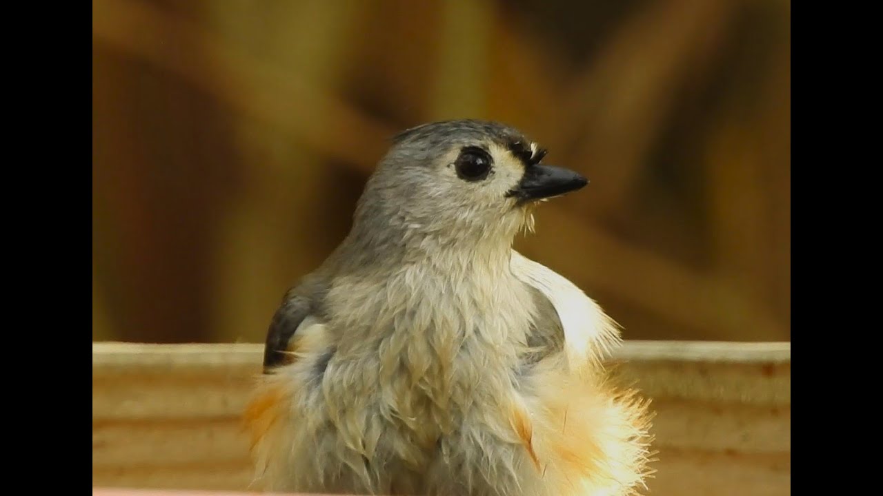 Tufted Titmouse (Baeolophus bicolor) Bird Bath