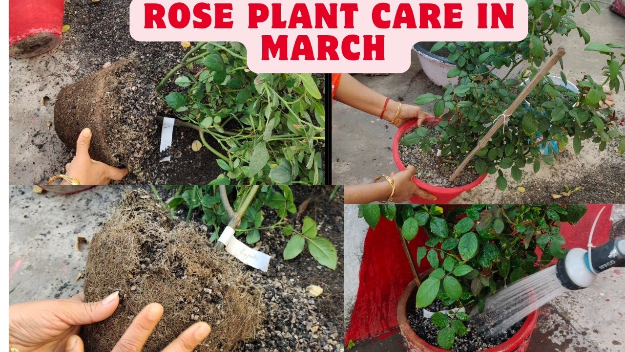 Rose Care tips for March |yellow and burning leaves problem  | Repotting of Rose Plants