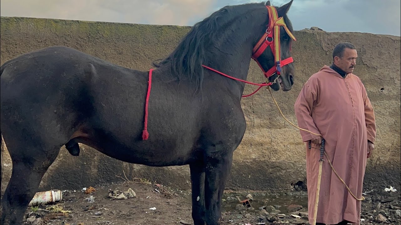 سوق الثلاثاء الخميسات الحرايفية كلشي  معصب على الكأس لي خرج من المغرب 🇲🇦🥺
