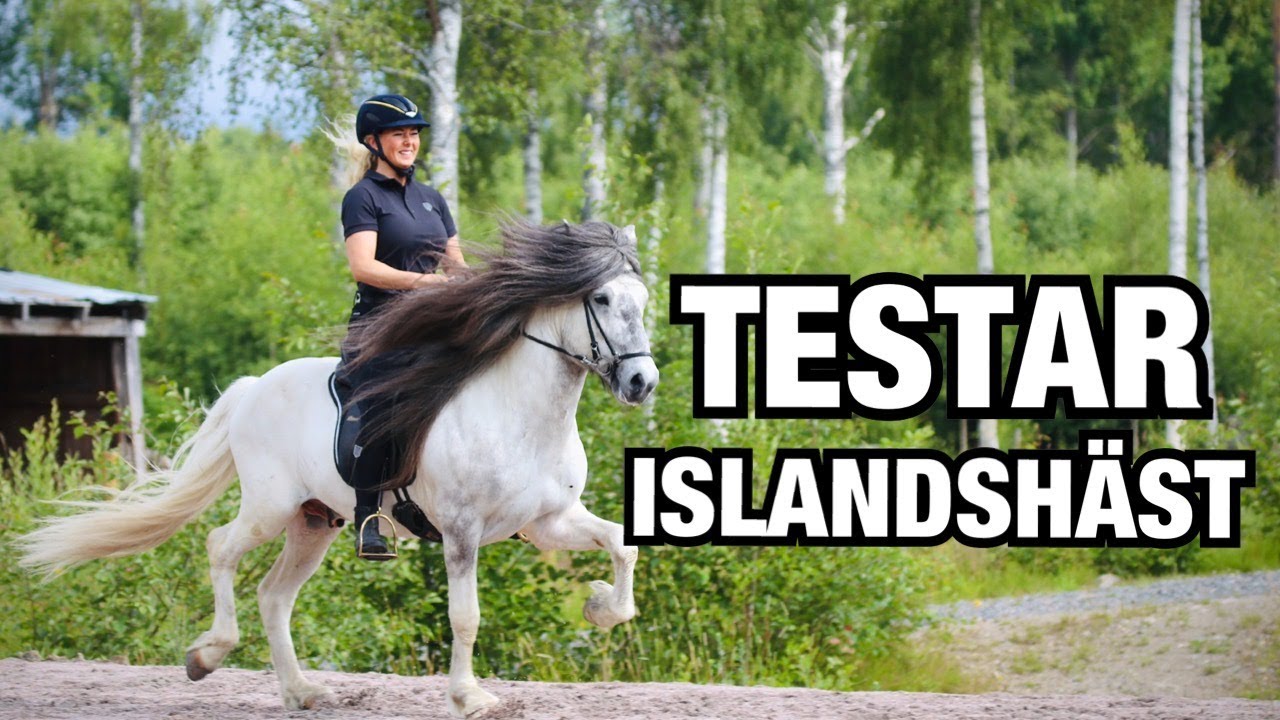 TESTAR ISLANDSHÄST *feat. Johanna Berg & Melissa Fröhlich*