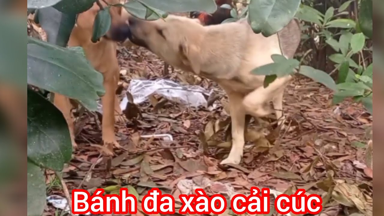 Bánh đa xào cải cúc có cả trứng cút lộn 
