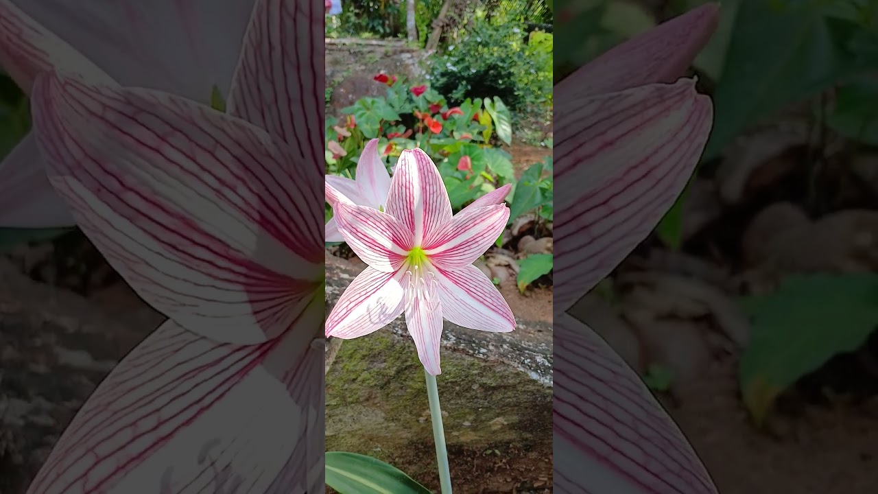 A Moment with a Beautiful Flower 🌸 #BeautifulFlower #FlowerLovers #NatureBeauty #Blooming