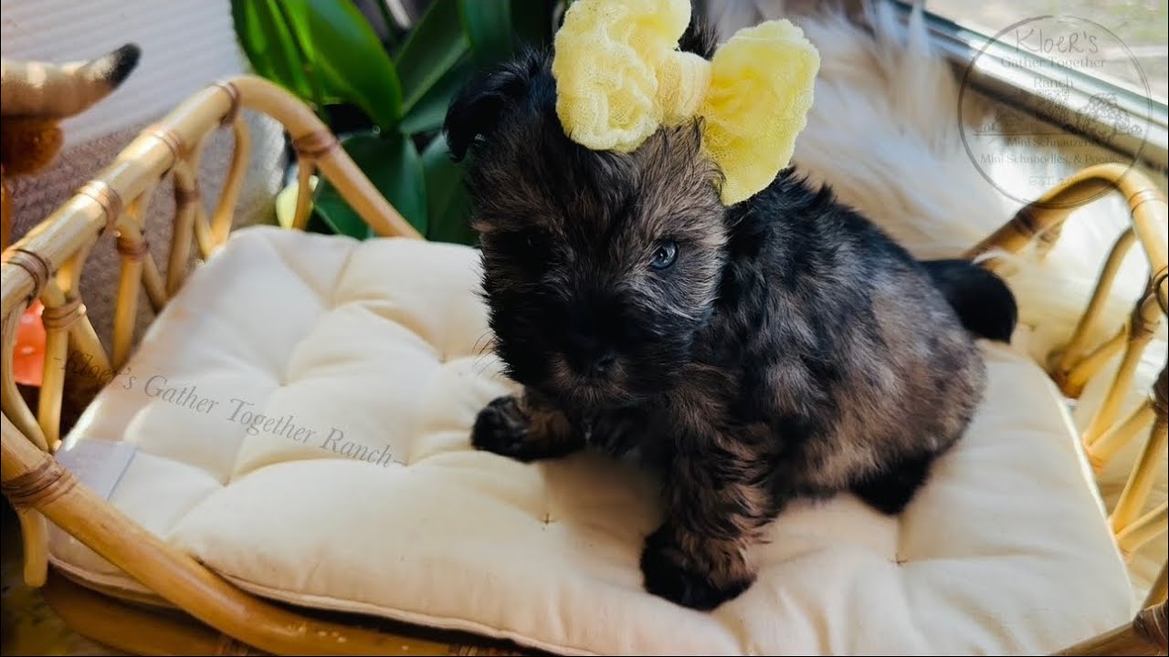 Cute 6 week old Mini Schnauzer babies!