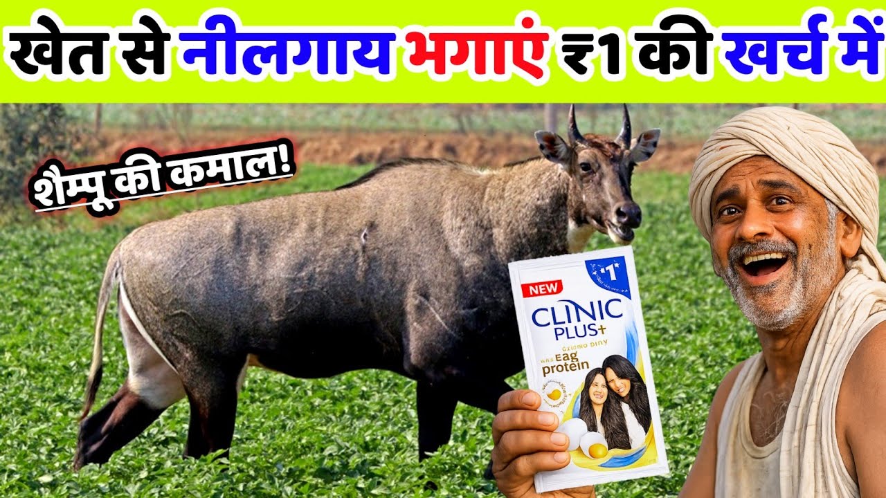 खेत से नीलगाय भगाने का देशी जुगाड़ | nilgai bhagane ka tarika | nilgai bhagane ka desi tarika