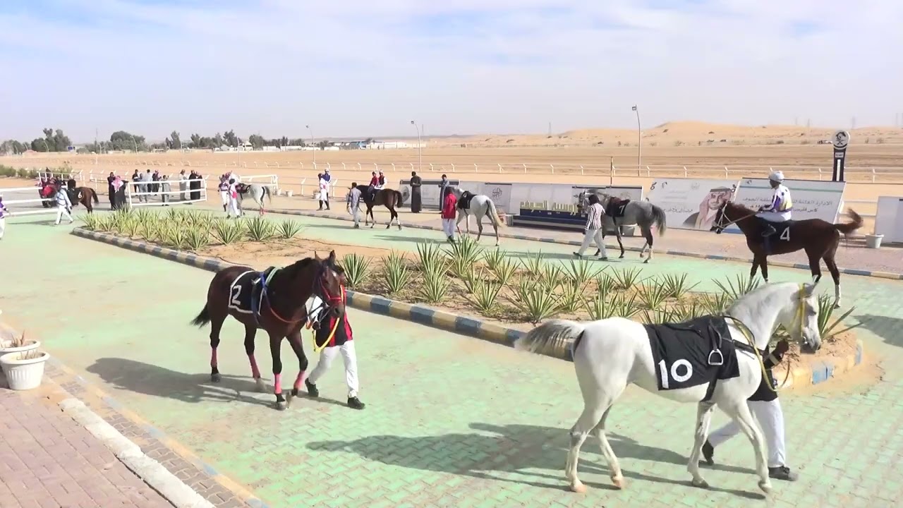حفل (08) شوط (01) موسم 1447 الجواد الفائز هيجاء