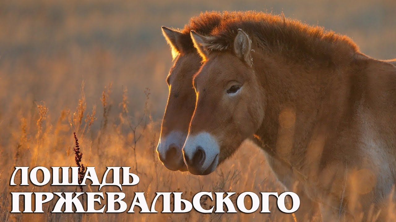 Лошадь Пржевальского: Последний Дикий Всадник Степей | 2026 Год Лошади