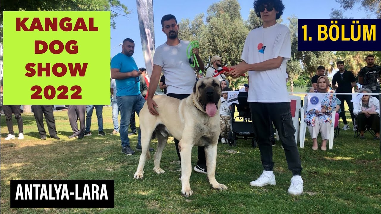ANTALYA KANGAL YARIŞMASI (Akdeniz Şampiyonası)
