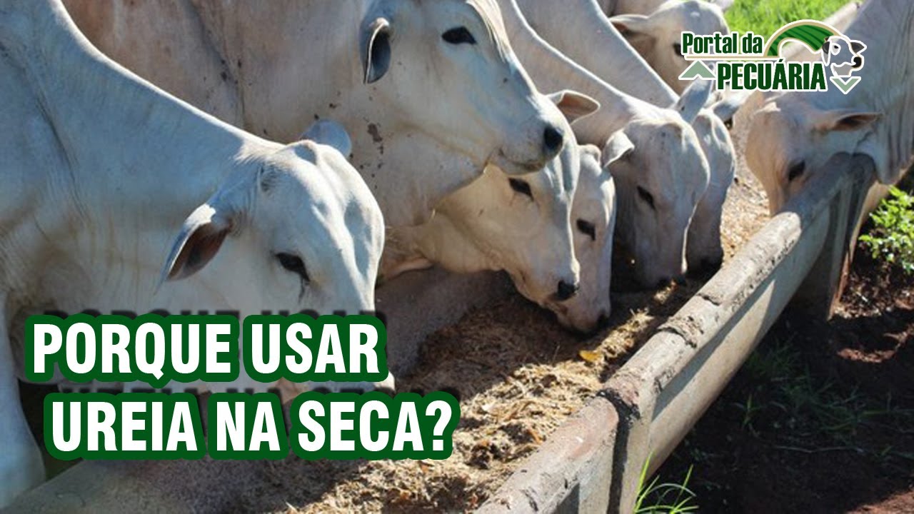 Porque usar ureia na seca?