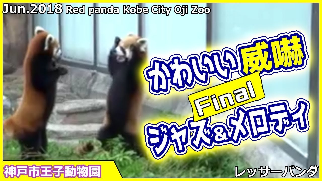 レッサーパンダ かわいい 威嚇 ジャズ＆メロディ Final 神戸市王子動物園 Red panda Cute threats Jazz & melody Kobe City Oji Zoo