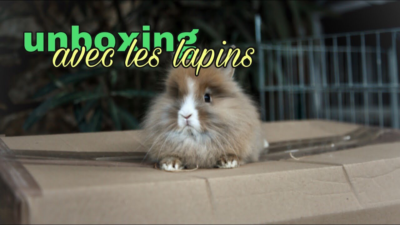 UNBOXING de noel avec les lapins /l'eden des pattounes