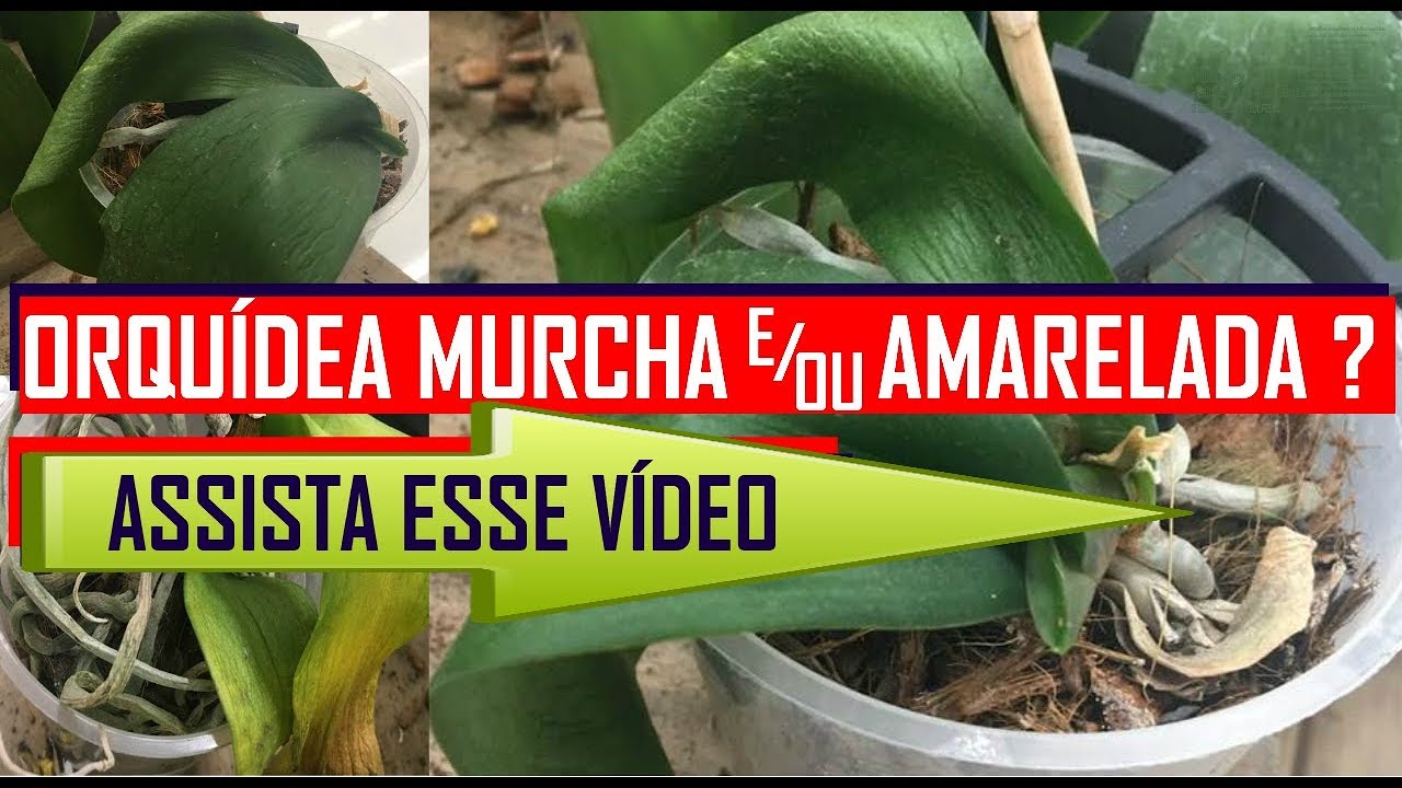 ORQUIDEAS COM FOLHAS MURCHAS,  ENRUGADAS, AMARELAS ou DESIDRATADAS COMO RECUPERAR SALVAR E ENVASAR