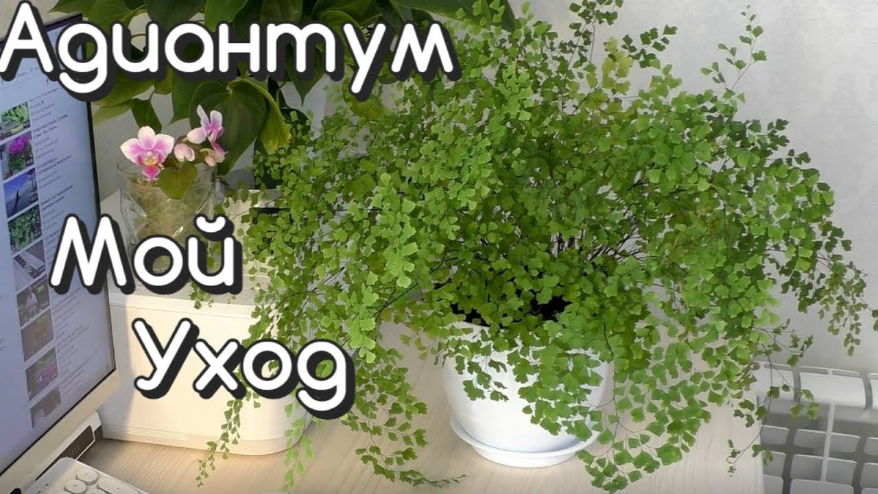 Комнатные растения / АДИАНТУМ Мой УХОД / ПЕРЕСАДКА в новый горшок