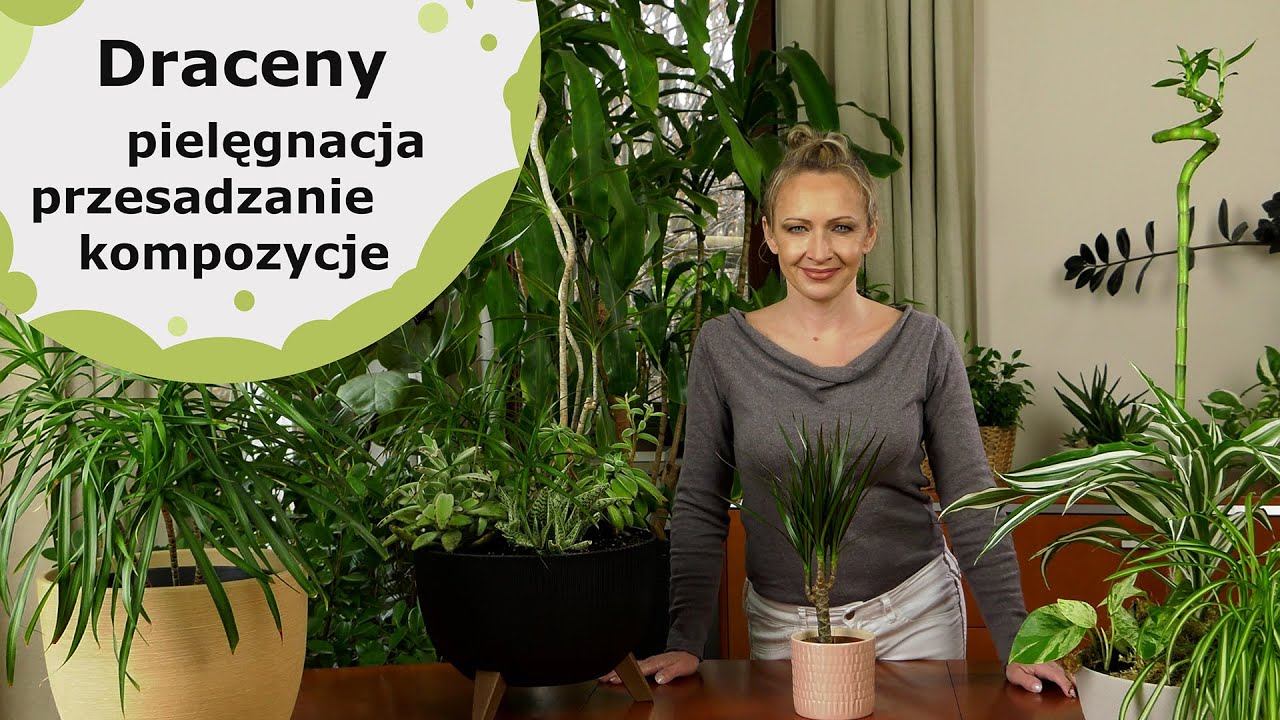 Draceny. Jak je pielęgnować? I jakie z nich można stworzyć kompozycje?