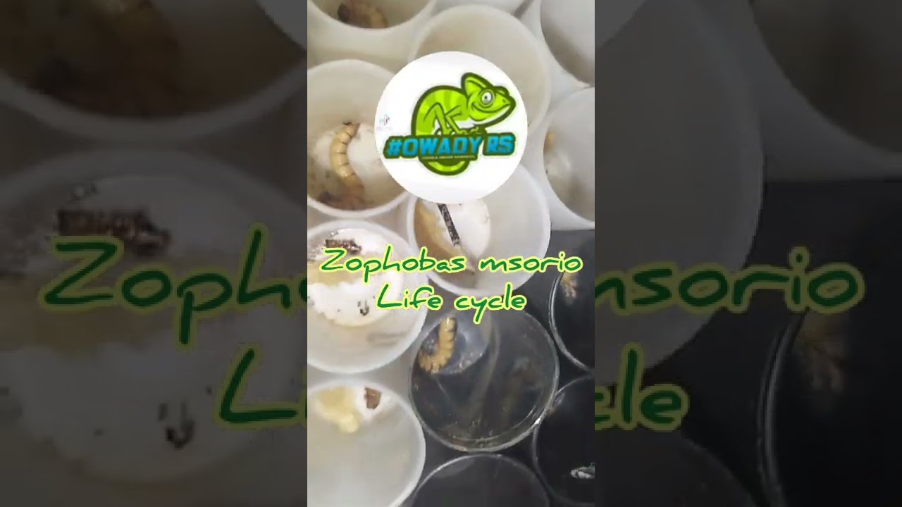 Zophobas morio life cycle / Drewnojad