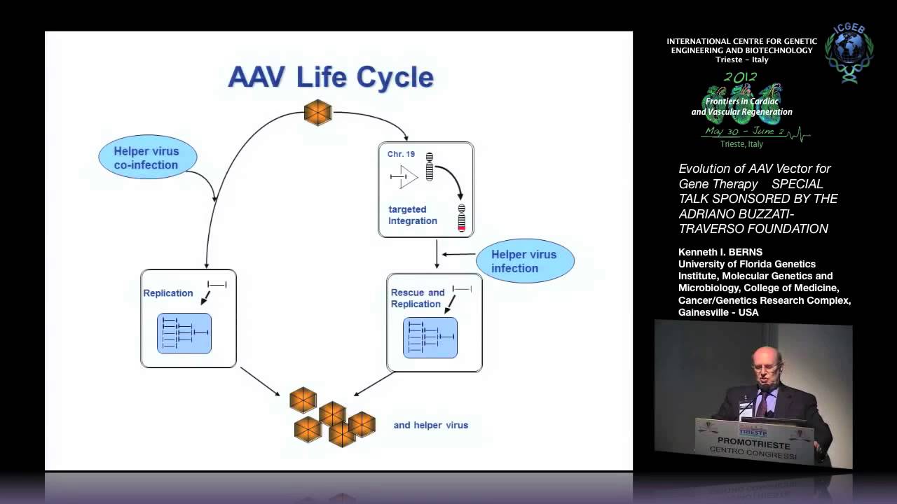 K. I. Berns - Evolution of AAV Vector for Gene Therapy