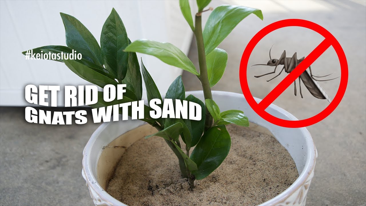 🪴 HOW TO GET RID OF FUNGUS GNATS USING SAND | Indoor House Plant Care