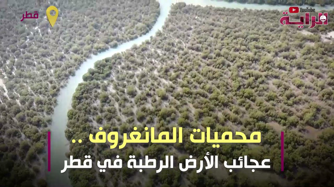 محميات المانغروف .. عجائب الأرض الرطبة في قطر