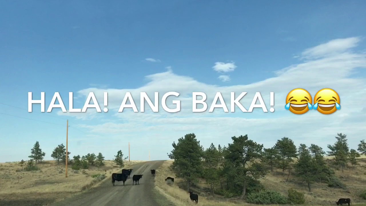 Hala ang baka! Daplin