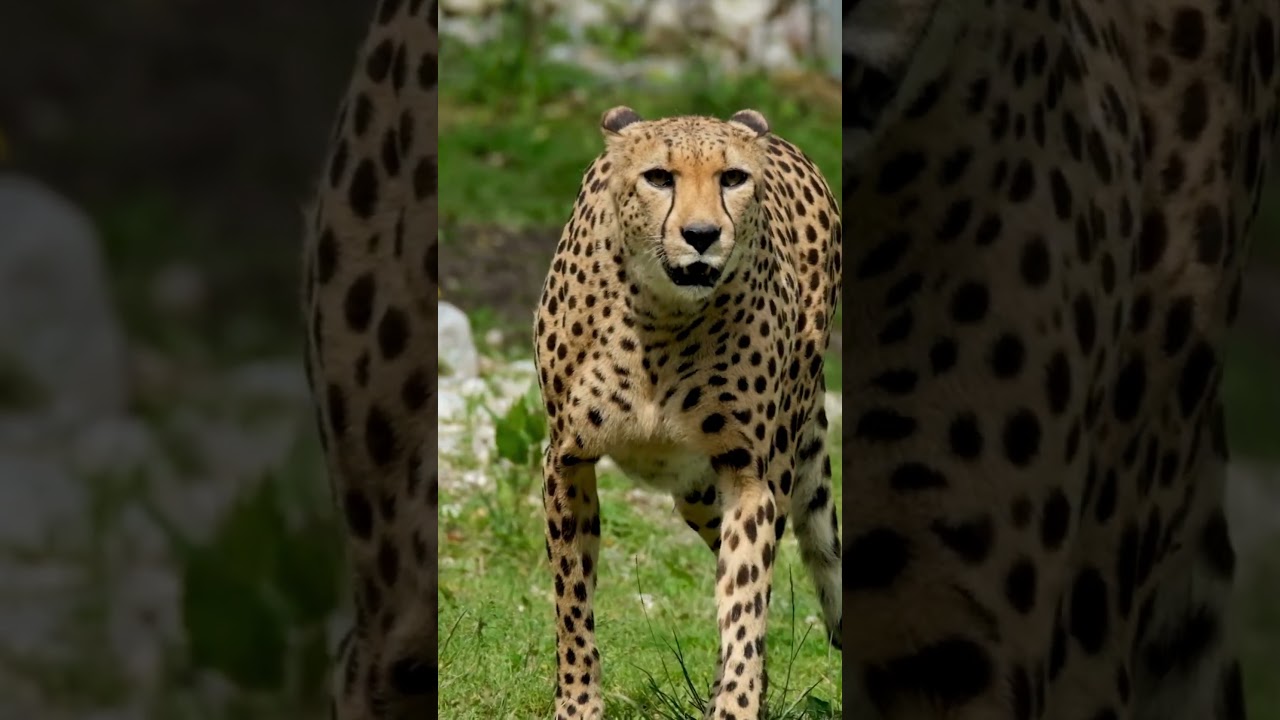 Swift Majesty: Cheetah Roaming Freely Across the Savanna