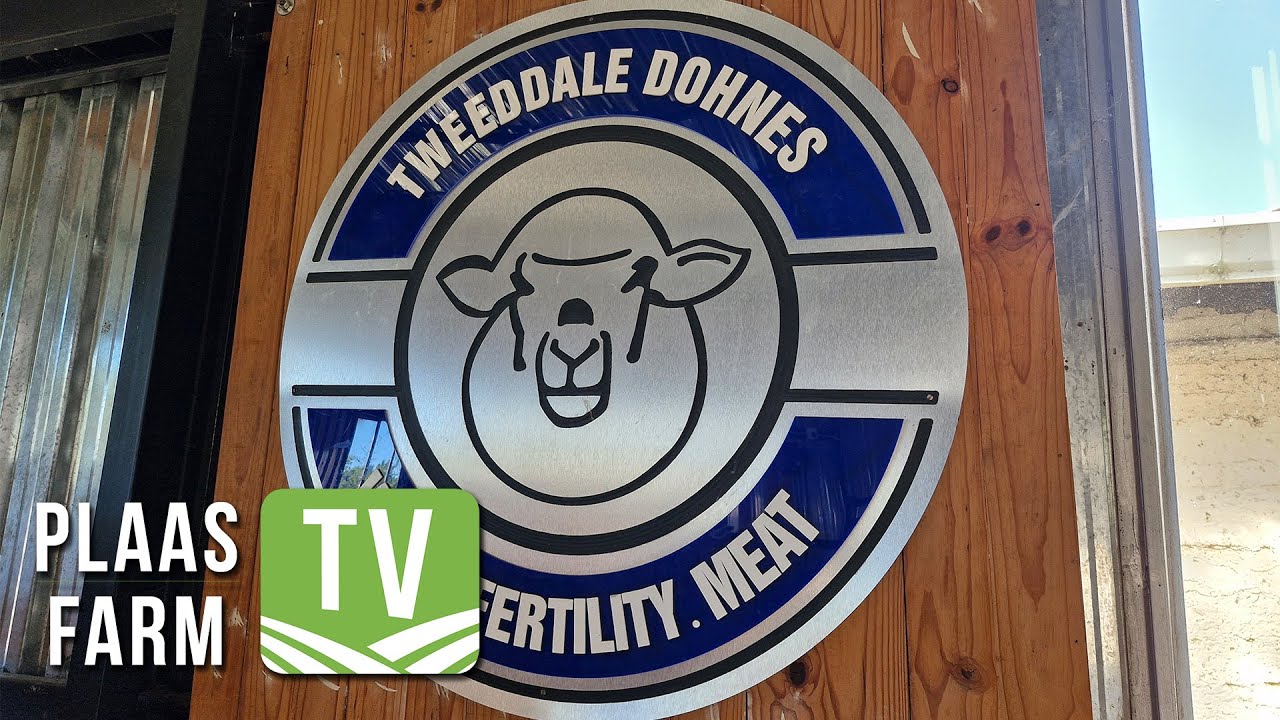 Tweeddale Dohnes - Wool. Fertility. Meat.