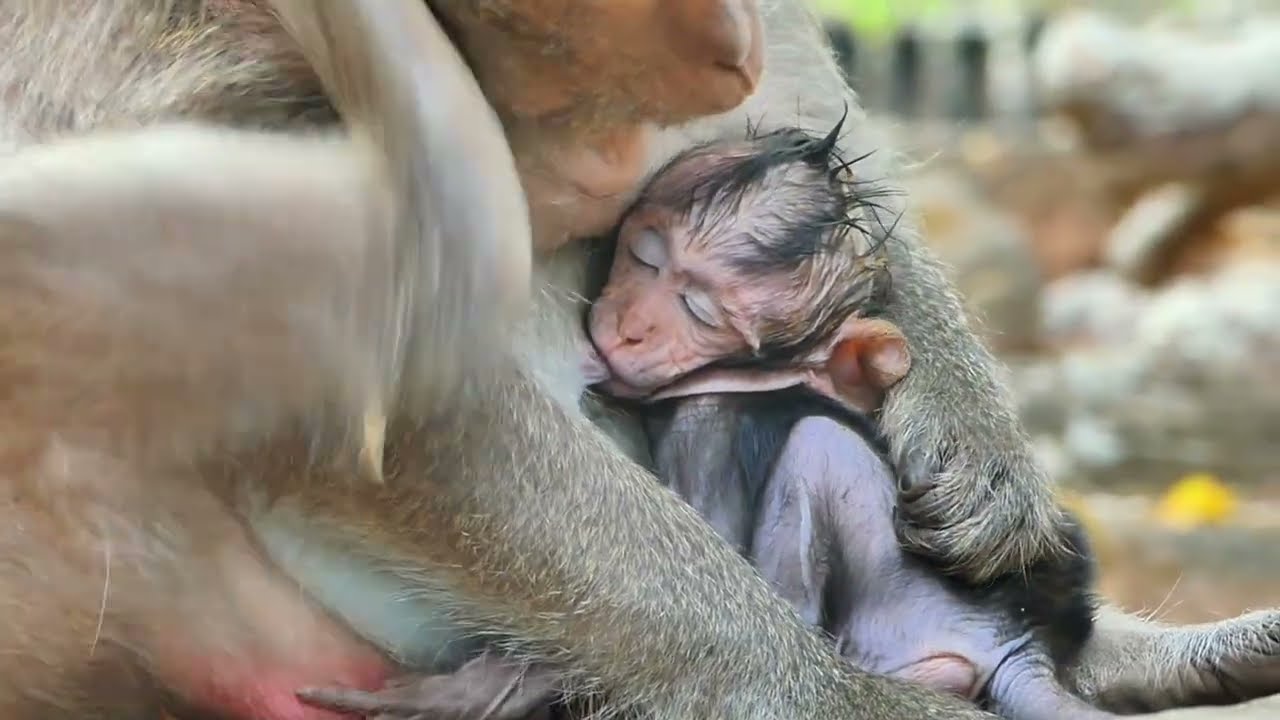 Fall slept comfortable together with mommy little baby Jagger. AB Wildlife