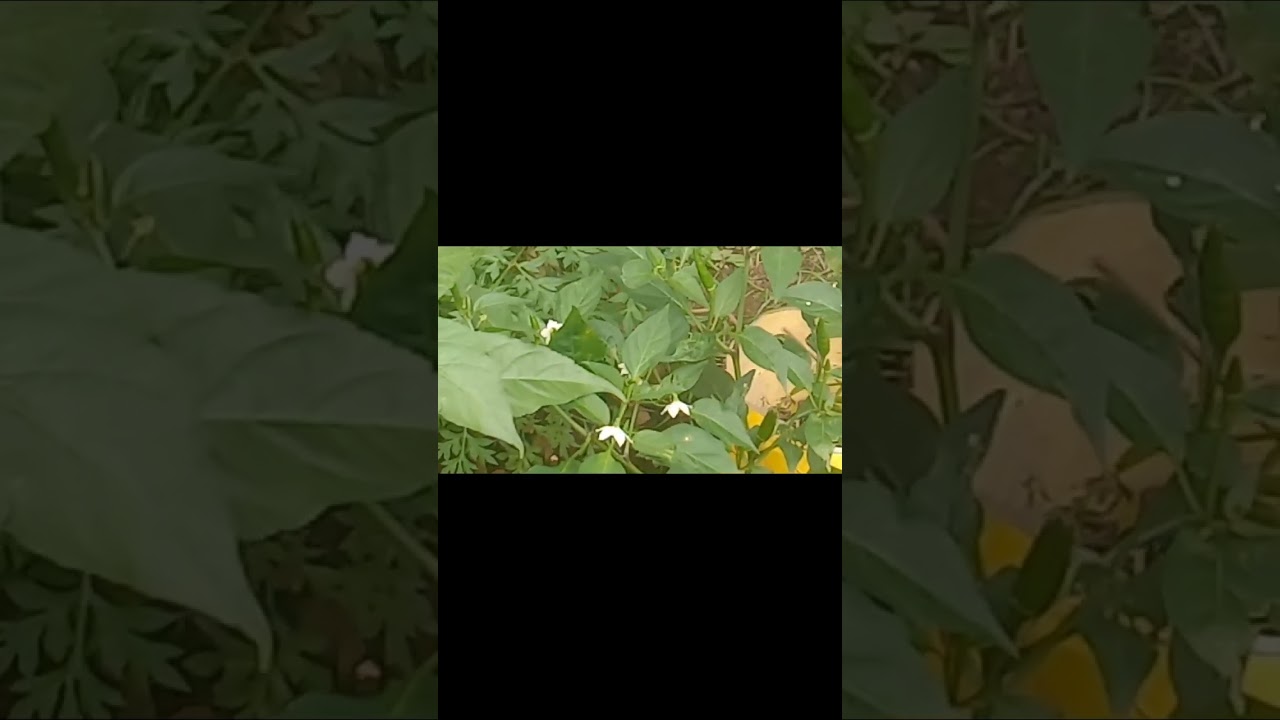 Mau berkebun kok hujanya mau turun gimana nih