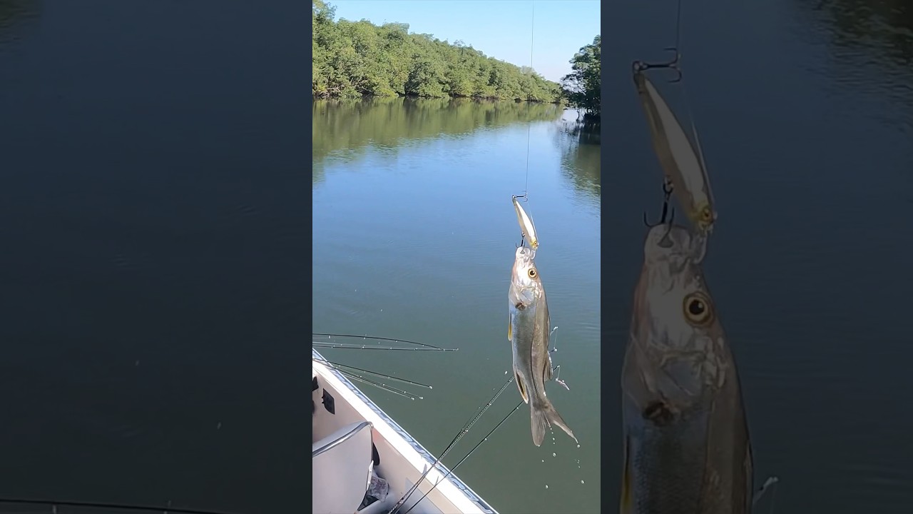 Dale robalinho no pincho 🤟🏻😁🎣