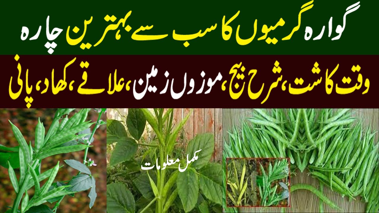 Guara Cultivation In Pakistan | گوار کی کاشت || Kissan pakistan