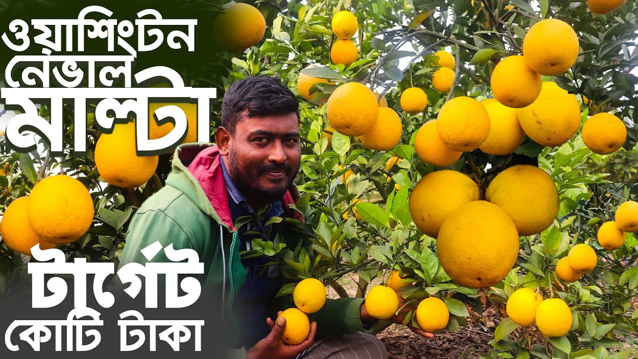 হলুদ মাল্টা চাষ হচ্ছে বাংলাদেশে - ওয়াশিংটন নেভাল মাল্টা  চাষ পদ্ধতি || Yellow Malta in Bangladesh