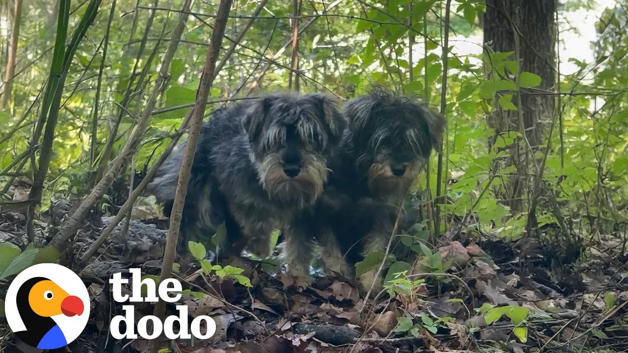 Брошенных спутанных шнауцеров спасли из леса | The Dodo