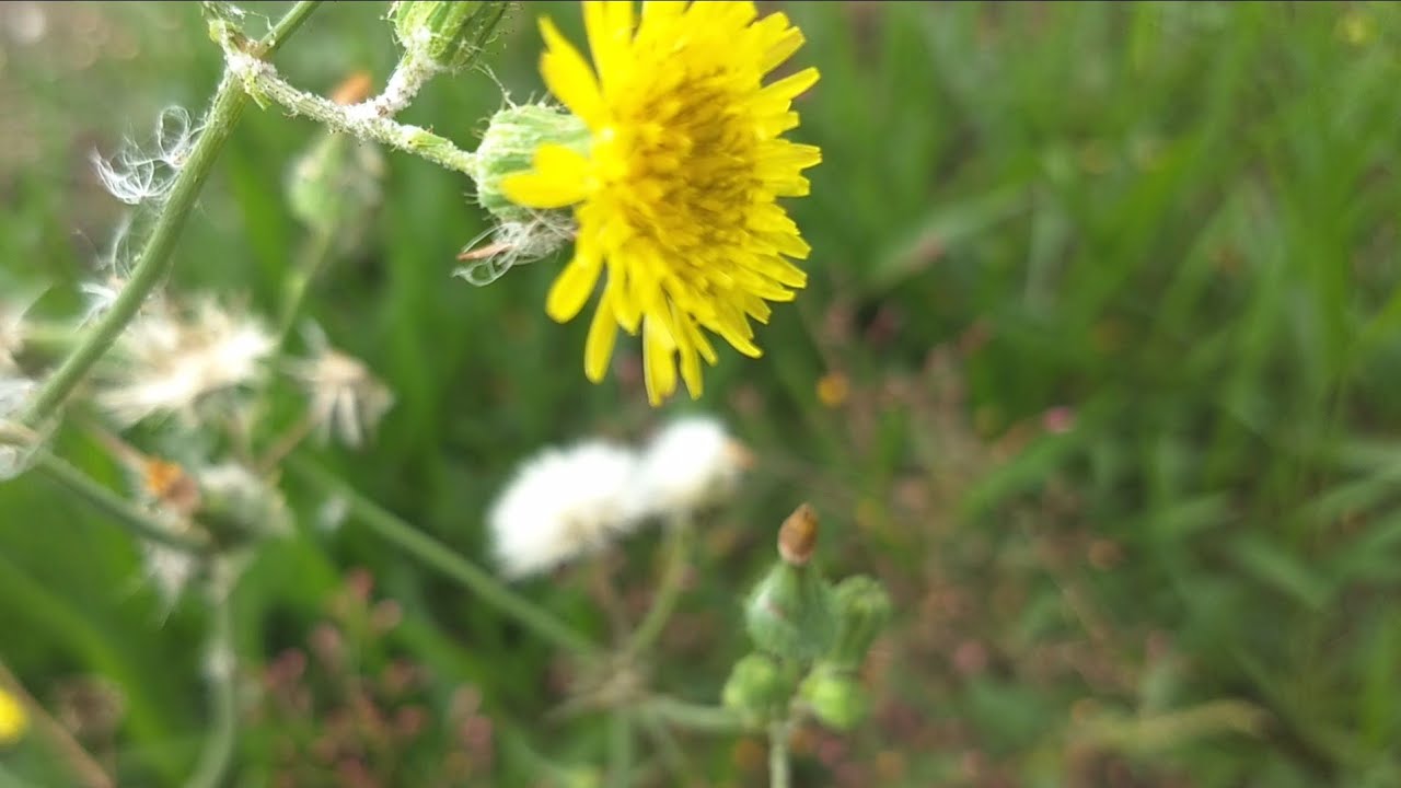 🌺Plantas espontâneas que nascem sem semear (MATO)Ervas daninha☘️Plantas medicinais