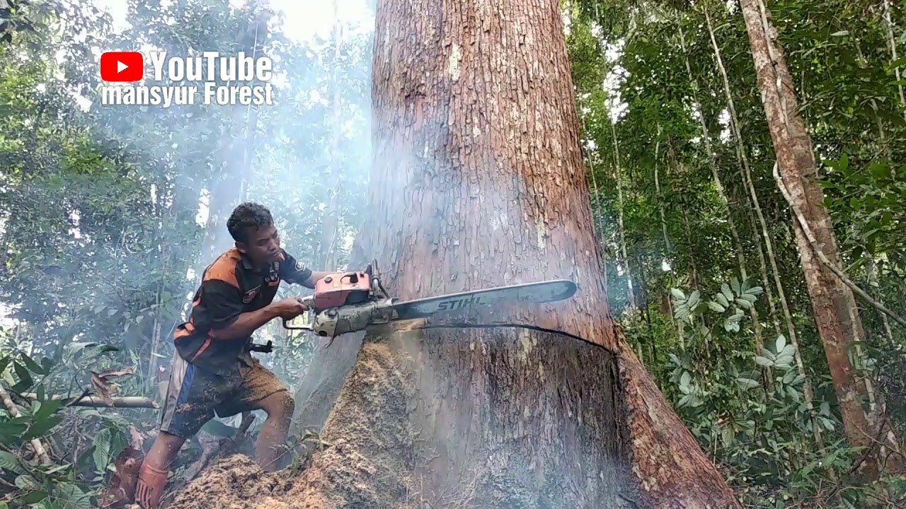 Pohon Bangkirai Ini Menyemburkan Air Begitu Lama