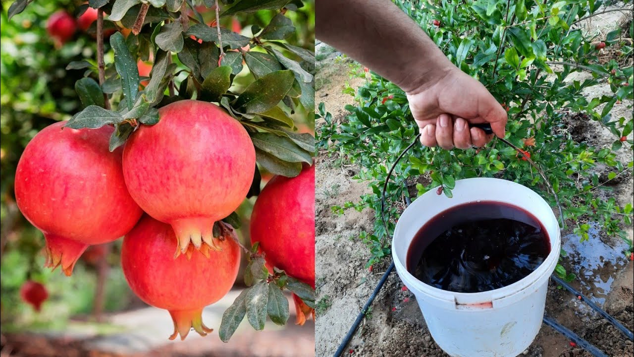 هذا ما يحصل لو أضفت هذا المحلول إلى شجرة الرمان والى جميع الاشجار والنباتات المزهرة
