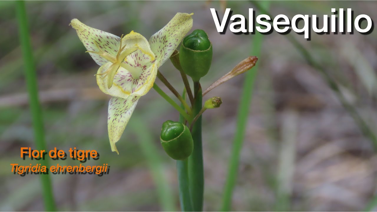 Valsequillo y sus flores: Flor de tigre Tigridia ehrenbergii