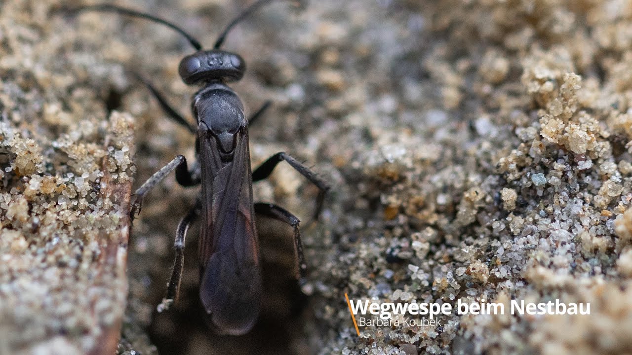 Wegwespe beim Nestbau in K&auml;rnten